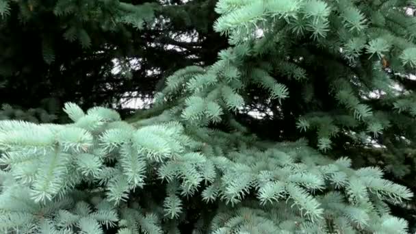 Blue Spruce Bushy Trees Northern Nature — Stock Video