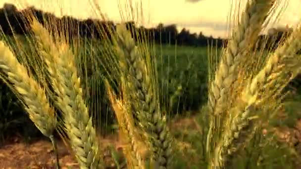 Orejas Centeno Campo Agrícola Campo Agrícola Con Los Cultivos — Vídeo de stock