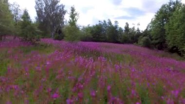 Alaska Epilobium fireweed ile bir çiçek tarlası üzerinde uçan. İnsanlar tarafından kullanılan yabani sağlıklı çiçekler.