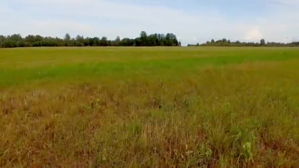 Flying Sowing Field Agricultural Landscape View Top — Stock Video