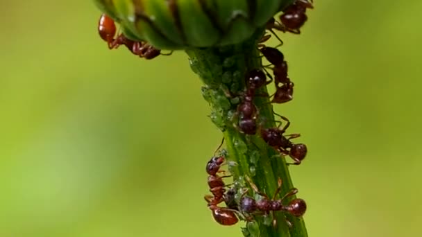 Die Ameisenfarm Befindet Sich Stiel Der Blume Insekten Und Ihre — Stockvideo