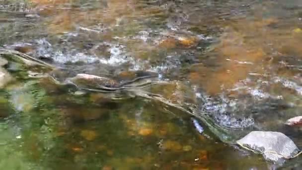 Vatten Tröskel Flödet Bevattna Floden Ren Skog Natur — Stockvideo