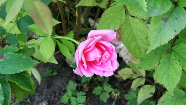 Pink rose in the Park. — Stock Video