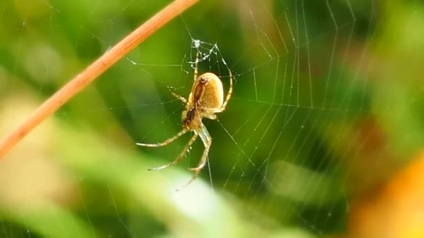 日当たりの良い夏の森の中でウェブにぶら下がっているクモ 昆虫捕食者 粘り強さと網のシンボル 大きなクモが獲物を待つ節足動物 — ストック動画