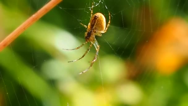 Spider visí na pavučině ve slunném letním lese. Lovec hmyzu-symbol houževnatosti a síťoviny. Arthropod velký pavouk čeká na kořist.