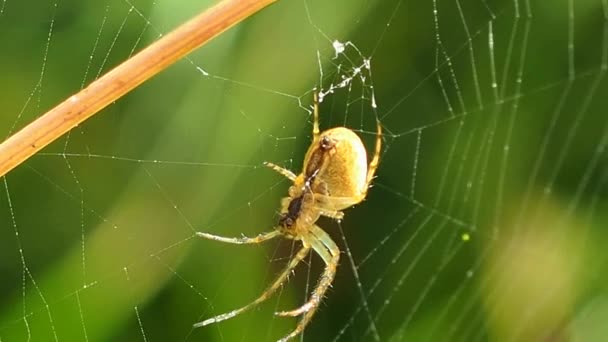 日当たりの良い夏の森の中でウェブにぶら下がっているクモ 昆虫捕食者 粘り強さと網のシンボル 大きなクモが獲物を待つ節足動物 — ストック動画