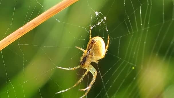 Spider Hanging Web Sunny Summer Forest Insect Predator Symbol Tenacity — Stock Video