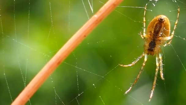 蜘蛛挂在阳光明媚的夏日森林里的网上 昆虫捕食者 坚韧和网的象征 类人猿一只大蜘蛛等待猎物 — 图库视频影像