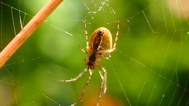 Örümcek Güneşli Bir Yaz Ormanında Üzerinde Asılı Böcek Yırtıcı Azim — Stok video