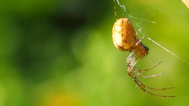 Araña Colgando Una Tela Bosque Soleado Verano Depredador Insectos Símbolo — Vídeo de stock