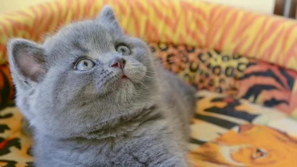Bir dal ile oynayan İngiliz kedi yavrusu. — Stok video
