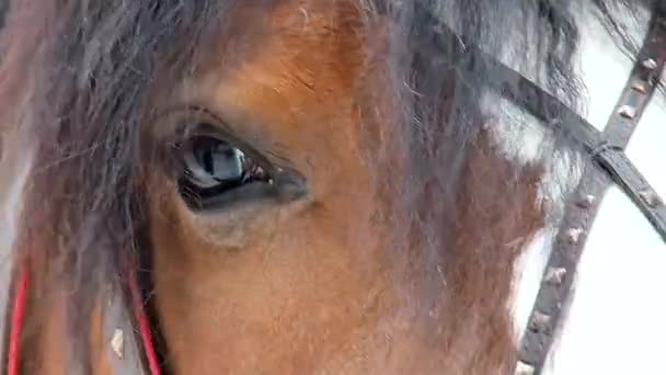 目の馬はハンサムです 馬のマクロの光景 — ストック動画