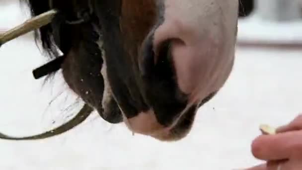 Das Gesicht Des Braunen Pferdes Ist Nah Schönes Tier Das — Stockvideo