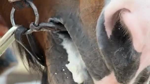 Лицо Лошади Залива Близко Красивое Животное Конь — стоковое видео