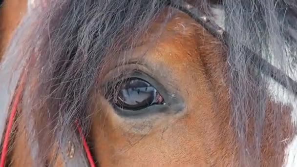Un beau cheval aux yeux. La vue d'un cheval macro .