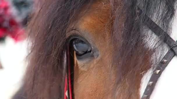 Άλογο Των Οφθαλμών Είναι Όμορφος Θέα Μιας Μακροεντολής Αλόγου — Αρχείο Βίντεο