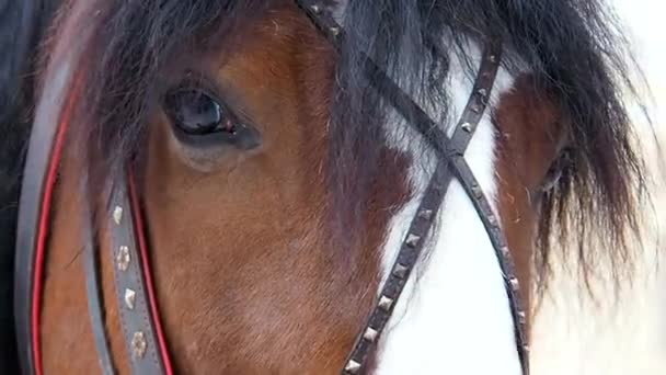 Eye Horse Een Knappe Aanblik Van Een Paard Macro — Stockvideo