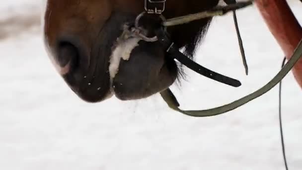 Horse Handsome Macro — Stock Video