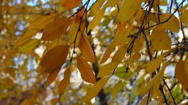 Ağaçta sonbahar kırmızısı yapraklar. Mavi gökyüzü arka planındaki yapraklar. Altın sonbahar Doğanın mevsimi.
