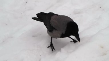 Kışın gri karga. Gri karga karda yiyecek arıyor.