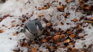 Kuş Sitta europaea karda çam fıstığı yiyor. Nuthatch veya sürücü - Avrupa, Asya ve Kuzey Afrika'da yaygındır - ağaç gövdeleri etrafında çalıştırmak için seviyor.