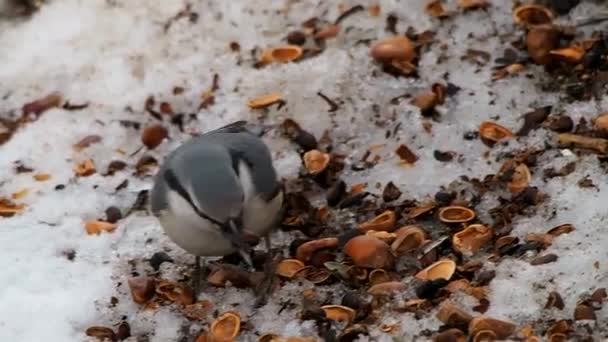 Fågel Sitta Europaea Äter Pinjenötter Snön Nötväcka Eller Föraren Utbredd — Stockvideo