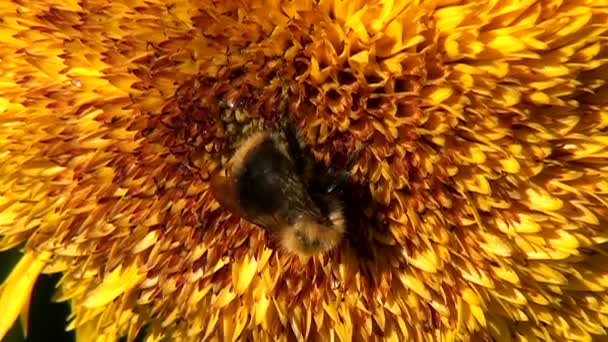 꿀벌은 해바라기의 수집합니다 꽃가루를 모으는 여름에 곤충을 화창한 해바라기 배경에 — 비디오