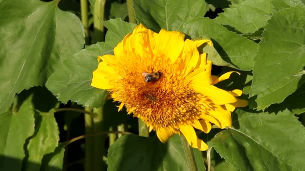 Biene Sammelt Nektar Von Sonnenblumen Fliegende Insekten Sommer Auf Den — Stockvideo