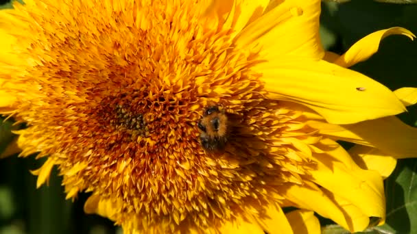 ミツバチはヒマワリの蜜を集める 花粉を集める花の上で夏に飛ぶ昆虫 晴れた日のヒマワリの背景に自然 — ストック動画