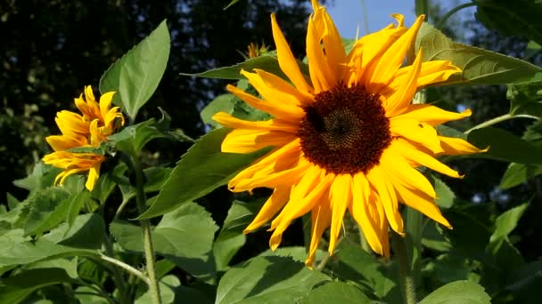 蜜蜂收集向日葵的花蜜 飞虫在夏天的花朵上收集花粉 自然在阳光明媚的日子向日葵背景 — 图库视频影像