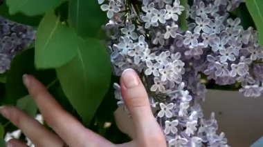 Ağaç dalı üzerinde narin leylak çiçekleri. Bir zemin için çiçek arka plan.