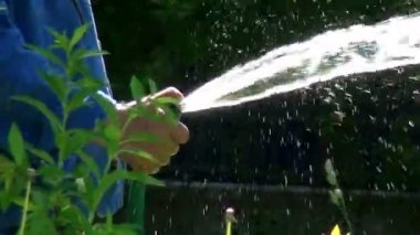 Bir işçi hortumla bahçedeki bitkilerin üzerine su döker..