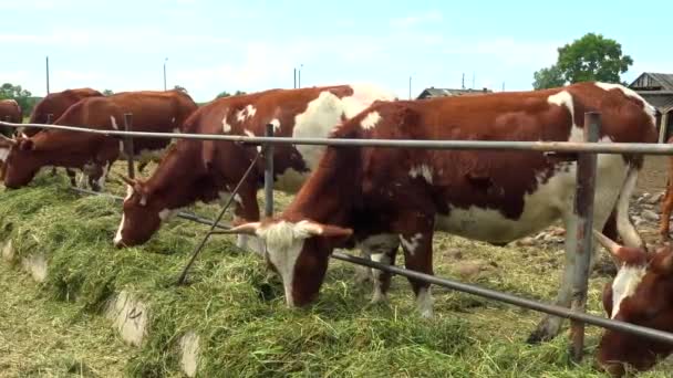 Стадо коров, кормящихся в загоне снаружи . — стоковое видео