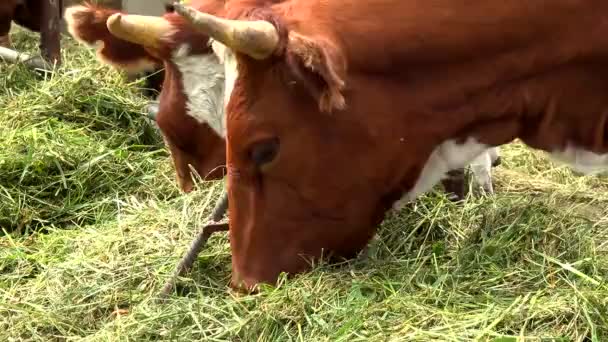 En flock av kor som matas i Hagen av utsidan. — Stockvideo