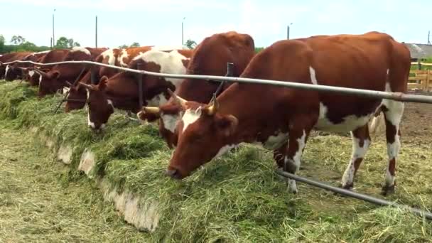 En flock av kor som matas i Hagen av utsidan. — Stockvideo