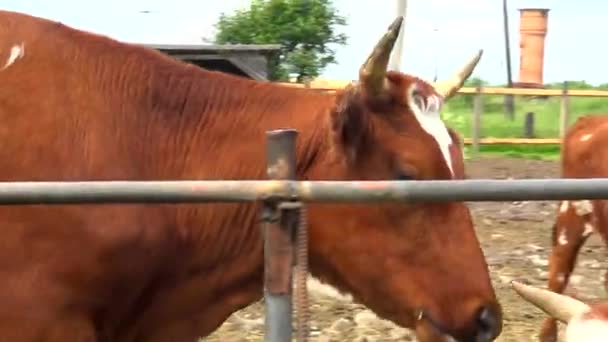 Un troupeau de vaches se nourrissant dans le paddock de l'extérieur . — Video