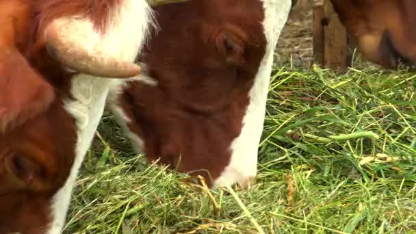Een kudde koeien voeden in de paddock van buiten. — Stockvideo