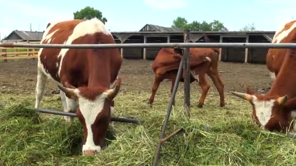 Uma manada de vacas alimentando-se na doca de fora . — Vídeo de Stock