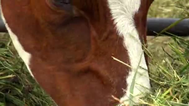 Een kudde koeien voeden in de paddock van buiten. — Stockvideo