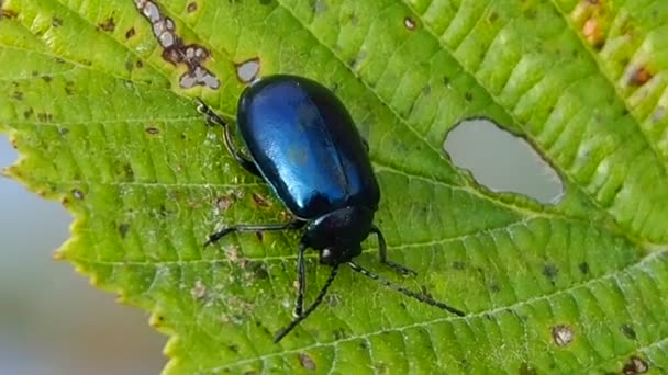 Beetle Pest Växter Trädgårdarna Höst Insekt Alder Alla Utvecklingsstadier Skalbaggen — Stockvideo