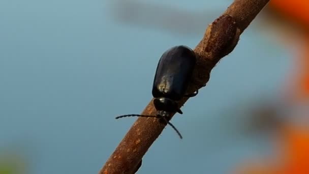 Beetle Pest Plants Gardens Autumn Insect Alder All Stages Development — Stock Video