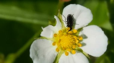 Arı çiçeklerden nektar alır.