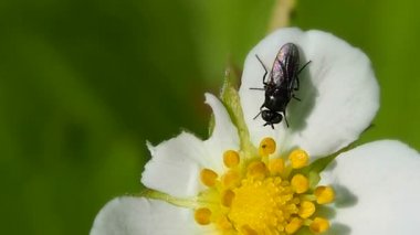Arı çiçeklerden nektar alır.
