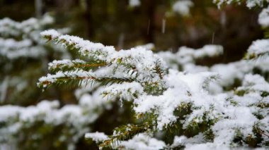 Peri kar fırtınası doğayı kapsar. Ladin ormanında yağan kar. Kar taneleri ile muhteşem kış manzarası. Kuzey sihirli toprakları soğuk gücünde.