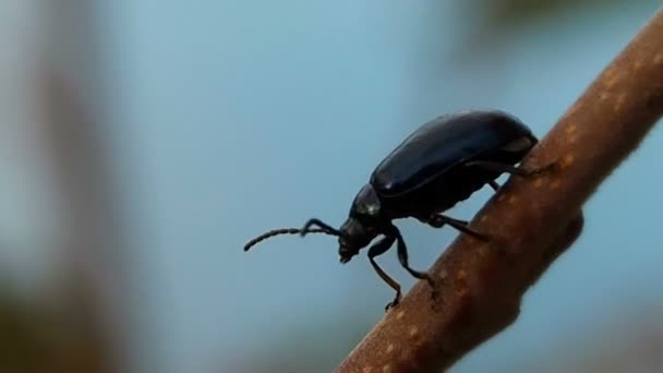 甲虫是花园里的植物害虫 秋虫在各个发展阶段 甲虫是闪亮的蓝色或紫色 — 图库视频影像