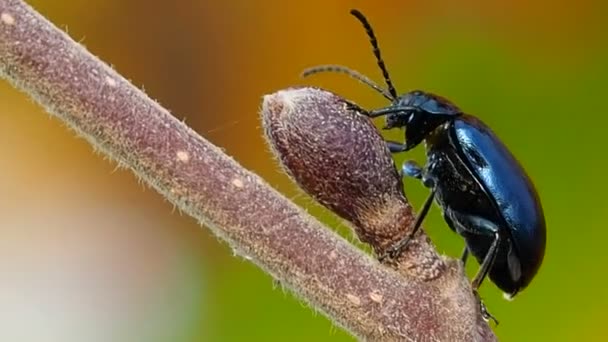 Scarabée Est Ravageur Des Plantes Dans Les Jardins Insecte Automnal — Video