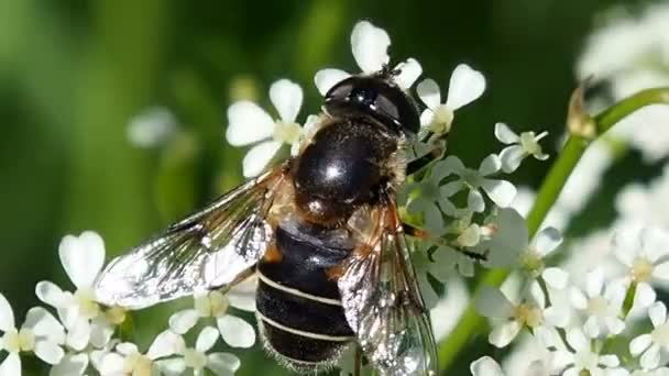 La abeja obtiene néctar de las flores . — Vídeos de Stock
