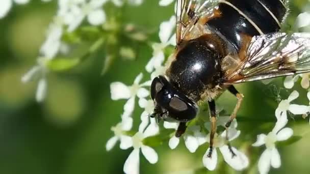Bee haalt nectar uit bloemen. — Stockvideo