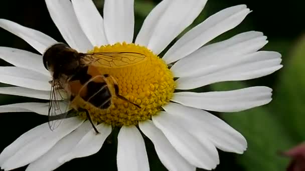 Бджола отримує нектар від квітів . — стокове відео