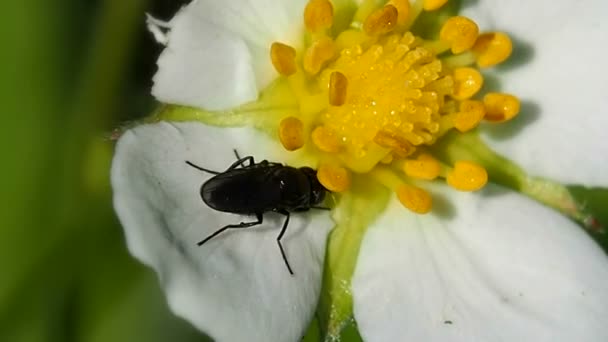 La abeja obtiene néctar de las flores . — Vídeos de Stock